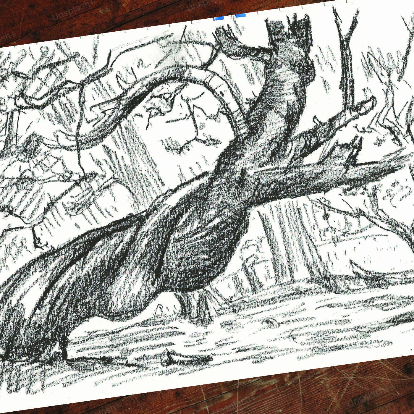 Old Growth — alternate view
